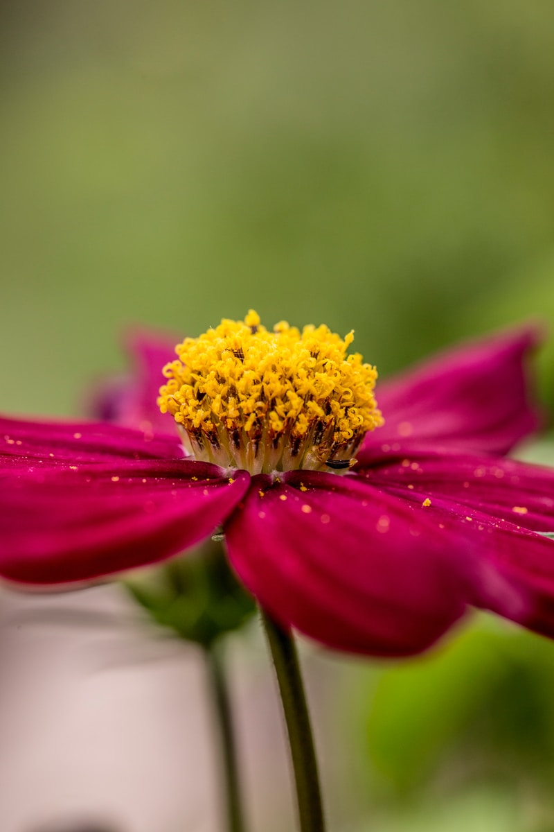 Fleur et Pollen